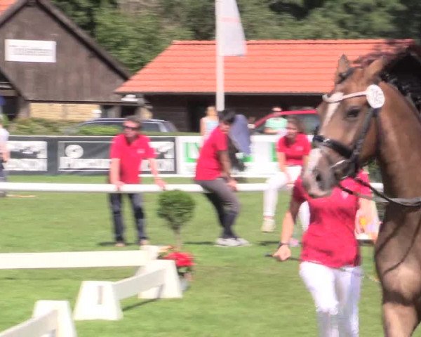 48. Westfälische Eliteschau, 02.08.2015, Reitpony- und Kleinpferdestuten,
Ring 1 Reitponystuten
Ehrenrunde