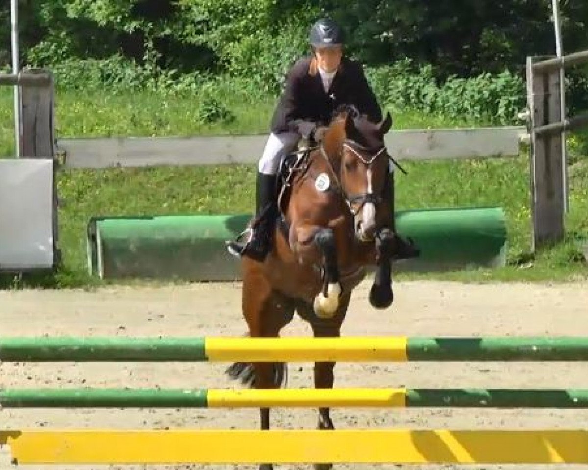jumper Quo Vadis Max (Westphalian, 2007, from Quiro)