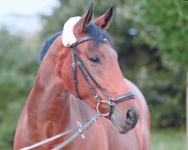 Pferd Benny 437 (Slowakisches Warmblut, 2002, von Barón)