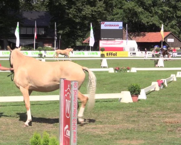48. Westfälische Eliteschau, 02.08.2015, Reitpony- und Kleinpferdestuten,
Ring 2 Reitponystuten
