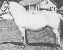 broodmare Liv N.13762 (Fjord Horse, 1970, from Enok N.1610)