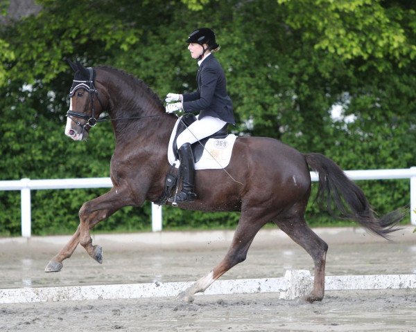dressage horse Salazar 19 (Hanoverian, 2008, from San Remo)