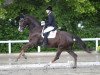 dressage horse Salazar 19 (Hanoverian, 2008, from San Remo)