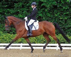 dressage horse Caya 21 (Hannoveraner, 2008, from Helenenhof's Carabas)