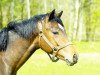 stallion Petit Harry Potter (German Riding Pony, 2012, from Holsteins Herold)