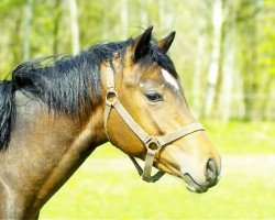 Deckhengst Petit Harry Potter (Deutsches Reitpony, 2012, von Holsteins Herold)