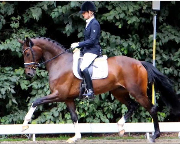 dressage horse Destiny's Dream 4 (Hanoverian, 2009, from San Amour I)