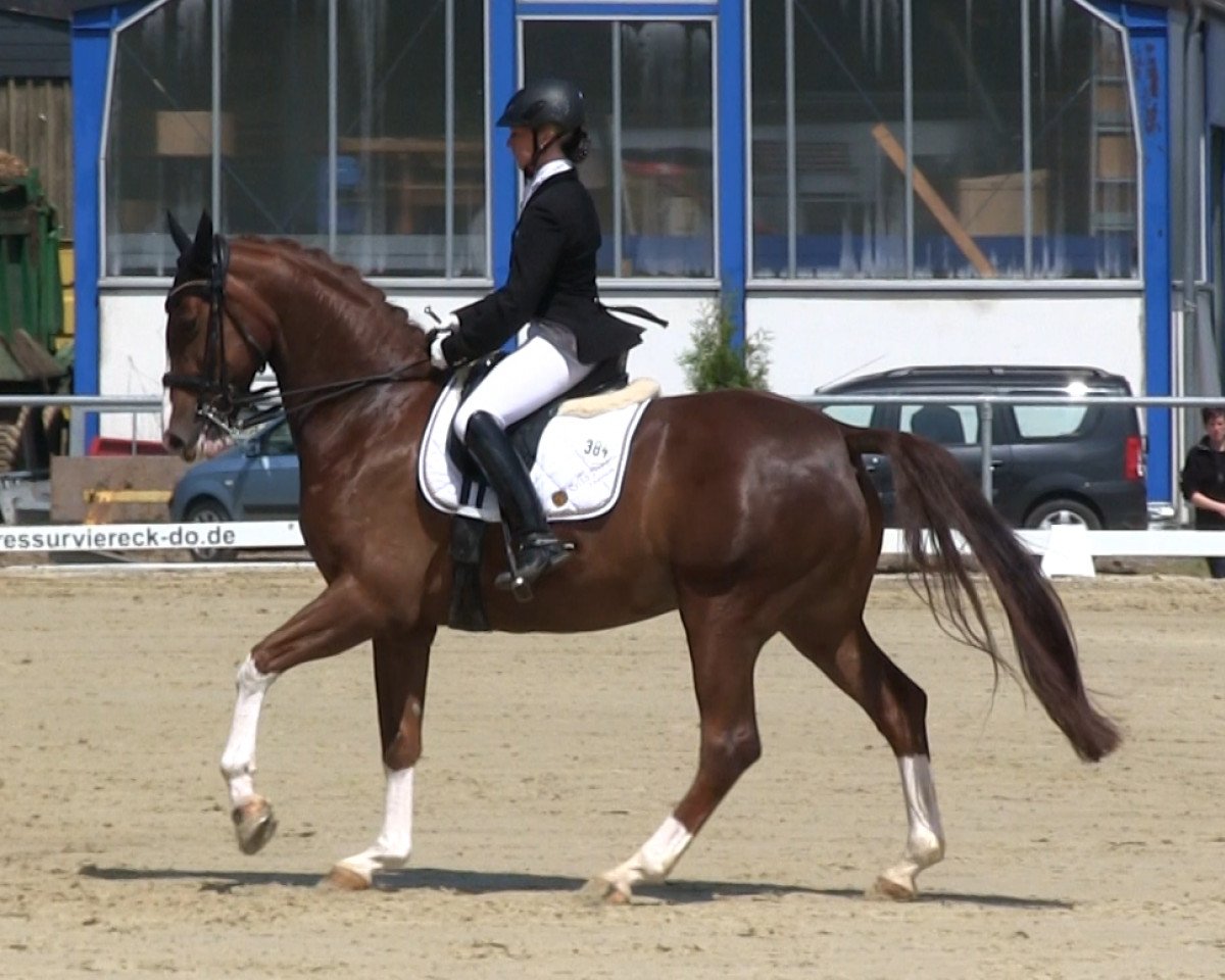 broodmare Firefly 16 (Westphalian, 2008, from Fürst Piccolo)