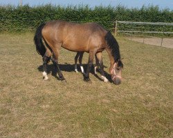 broodmare Tara 202 (German Riding Pony, 1996)