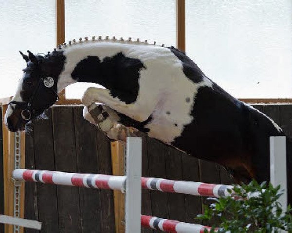 stallion Roxandro (Oldenburg,  , from Roxett)