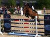 jumper Con-Furio (Hessian Warmblood, 2005, from Cheenook)