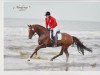 dressage horse Freund Fred (Westphalian, 2003, from Fiano)