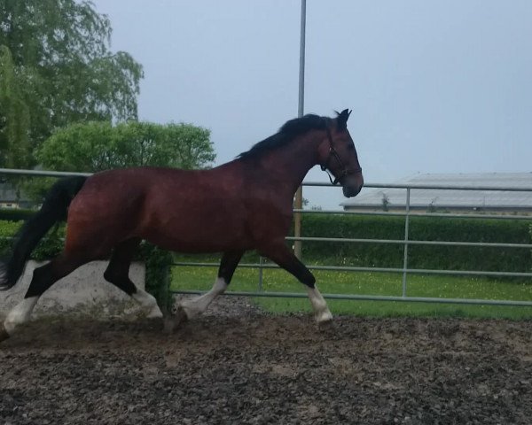 horse Kilonia (Gelderland,  , from Allegro)