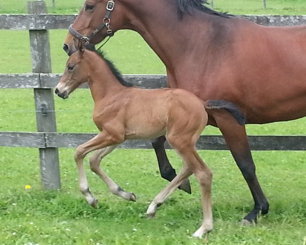 broodmare Fohlen von Araldik (Oldenburg, 2014, from DSP Araldik)