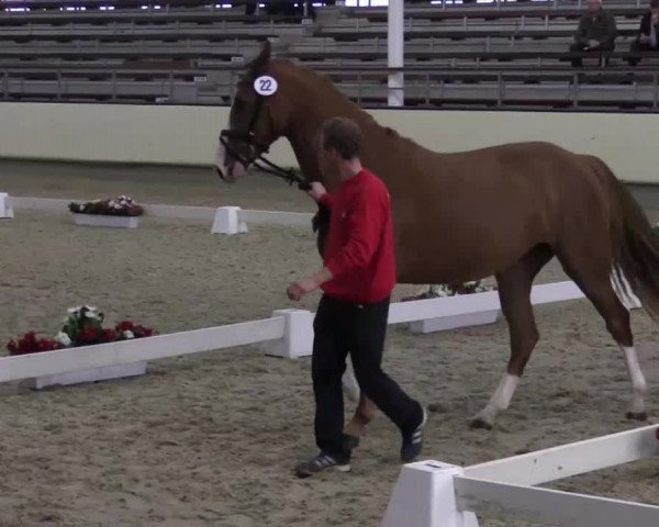 Stuten- und Fohlenschau Münster-Handorf 2015, 14.07.2015, 3- und 4-jährige Warmblutstuten