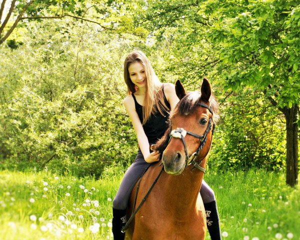 horse Komtessa 30 (German Riding Pony, 2006, from Churchill)