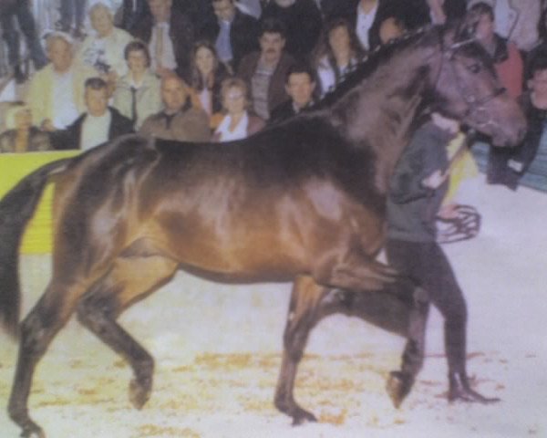 stallion Cosaro (Holsteiner, 1999, from Contender)