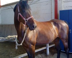 broodmare Conchita 94 (Zweibrücken, 2004, from Cosaro)