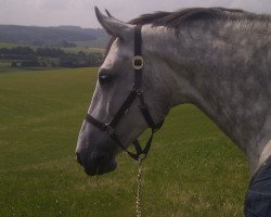 jumper Scirocco 93 (KWPN (Royal Dutch Sporthorse), 2005, from Sydney)