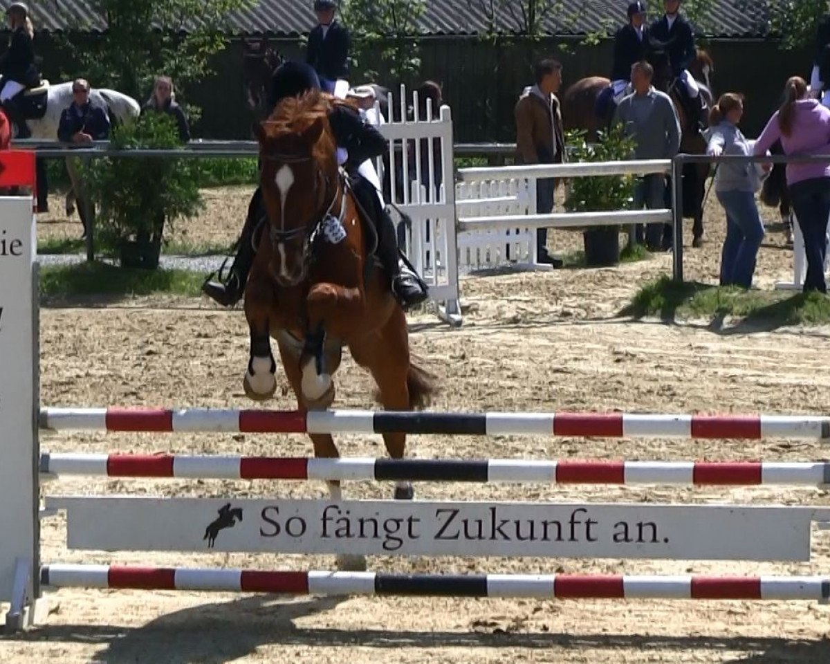 jumper Pikachu 23 (Westphalian, 2003, from Praktiker)