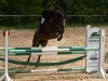 jumper Lucky Boy 238 (German Sport Horse, 2007, from Lancelot Quainton)