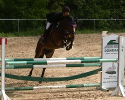 jumper Lucky Boy 238 (German Sport Horse, 2007, from Lancelot Quainton)