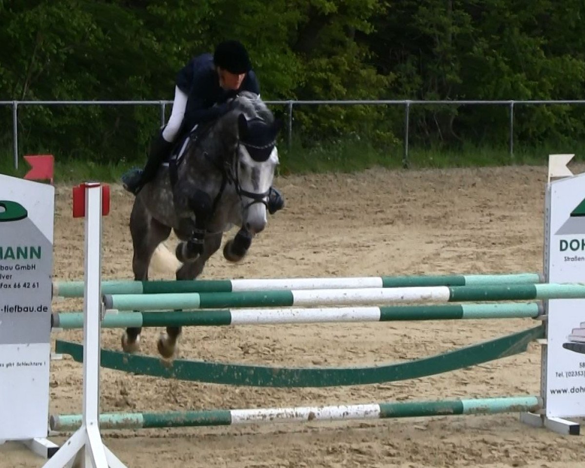 broodmare Columbia 25 (Holsteiner, 2008, from Cassiano)