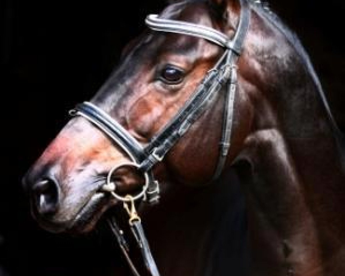 stallion Airman xx (Thoroughbred, 2005, from Ituango xx)