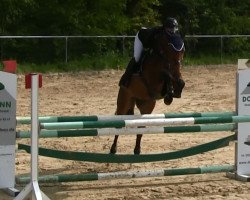 broodmare Candice Z (Zangersheide riding horse, 2008, from Candillo Z)