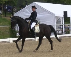 jumper Elliot 107 (Hanoverian, 2000, from Escudo II)