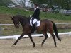 dressage horse Lordinho (Westphalian, 2004, from Laudabilis)