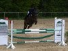 broodmare Calrouge (Oldenburg show jumper, 2008, from Calvaro Z)