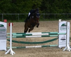 broodmare Calrouge (Oldenburg show jumper, 2008, from Calvaro Z)