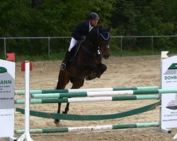 jumper Chocomel M (Oldenburg show jumper, 2008, from Check In 2)