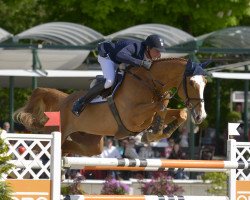 jumper First Class van Eeckelghem (Belgian Warmblood, 2005, from Balou du Rouet)