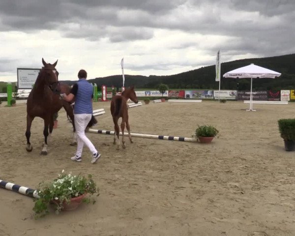 Stuten- und Fohlenschau Lindlar 2015, 08.07.2015, Warmblutfohlen