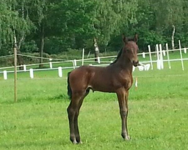 jumper Maranello (Westphalian, 2014, from Monte Cain)