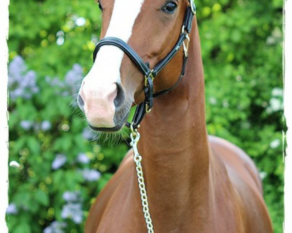 dressage horse La Belle (Hanoverian, 2009, from Lesieux)