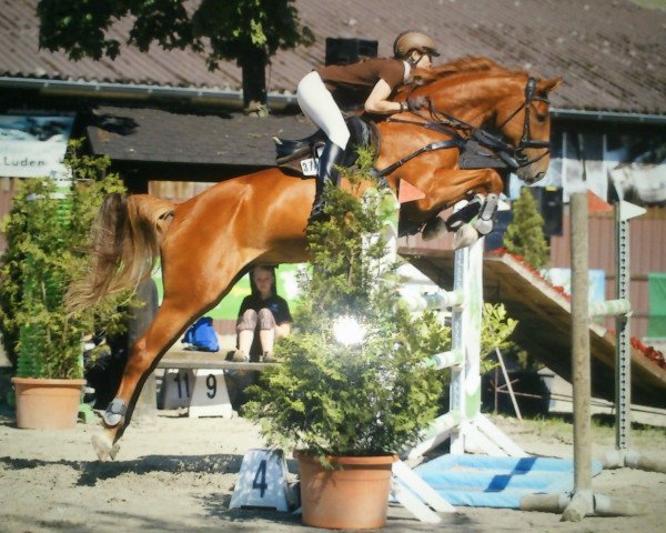 jumper Corvettyna (Oldenburg, 2005, from Cannavaro)