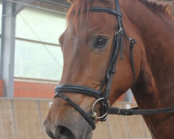 dressage horse Fernando 709 (Westphalian, 2010, from Fürst Piccolo)