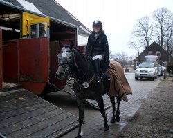 Springpferd Cicero 90 (Holsteiner, 2005, von C-Trenton Z)