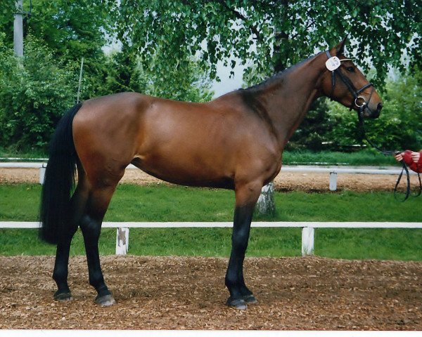 broodmare Prima (Holsteiner, 2000, from Acobat II)