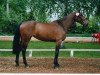 broodmare Prima (Holsteiner, 2000, from Acobat II)