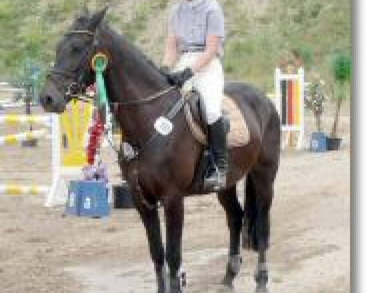 jumper Power Popsy S (Holsteiner, 2000, from Acobat II)