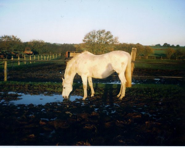 Zuchtstute Sina (Holsteiner, 1980, von Lord)