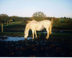 broodmare Sina (Holsteiner, 1980, from Lord)