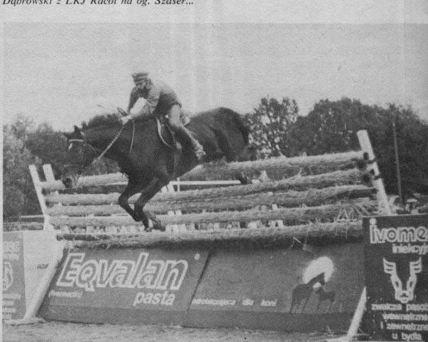 stallion Szaser (Trakehner, 1977, from Karkas)