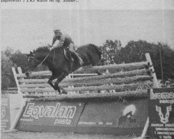 stallion Szaser (Trakehner, 1977, from Karkas)