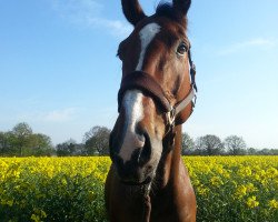 jumper Lando (Westphalian, 2003, from Lacock)