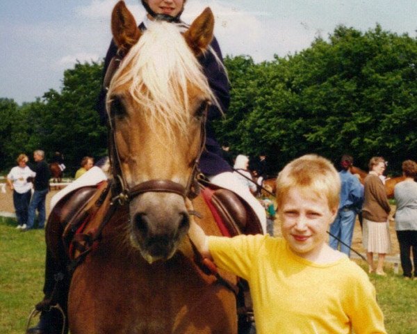 horse Björn (Haflinger, 1976, from Ward)